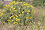 Woody goldenrod